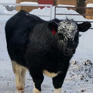 Meet your Posher, Coleen